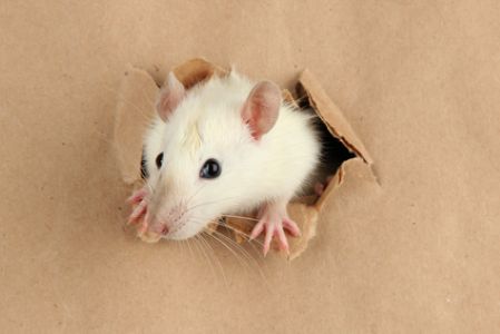 Signs You Have a Rodent Problem (And What to Do Before It Gets Worse)
