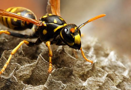 The Hidden Dangers of DIY Wasp & Hornet Removal