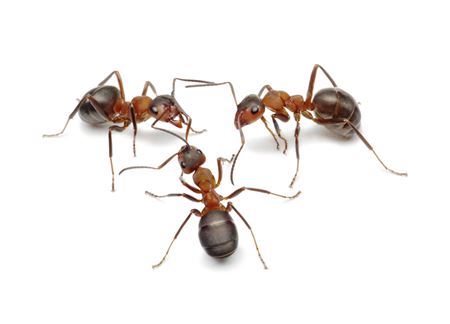 Why Ants Invade Your Home in Summer (and How to Stop Them Fast)
