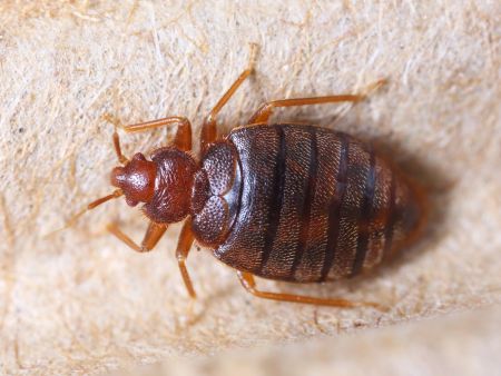 Bed Bug Heat Treatment